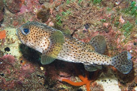 porcupine fish|ADW: Diodon hystrix: INFORMATION.